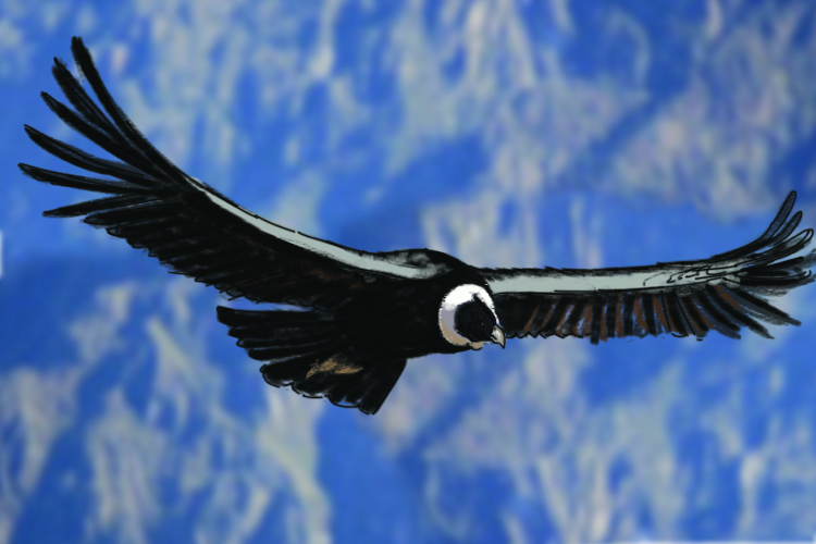 Condors have large wing spans so they can travel long distances on thermals